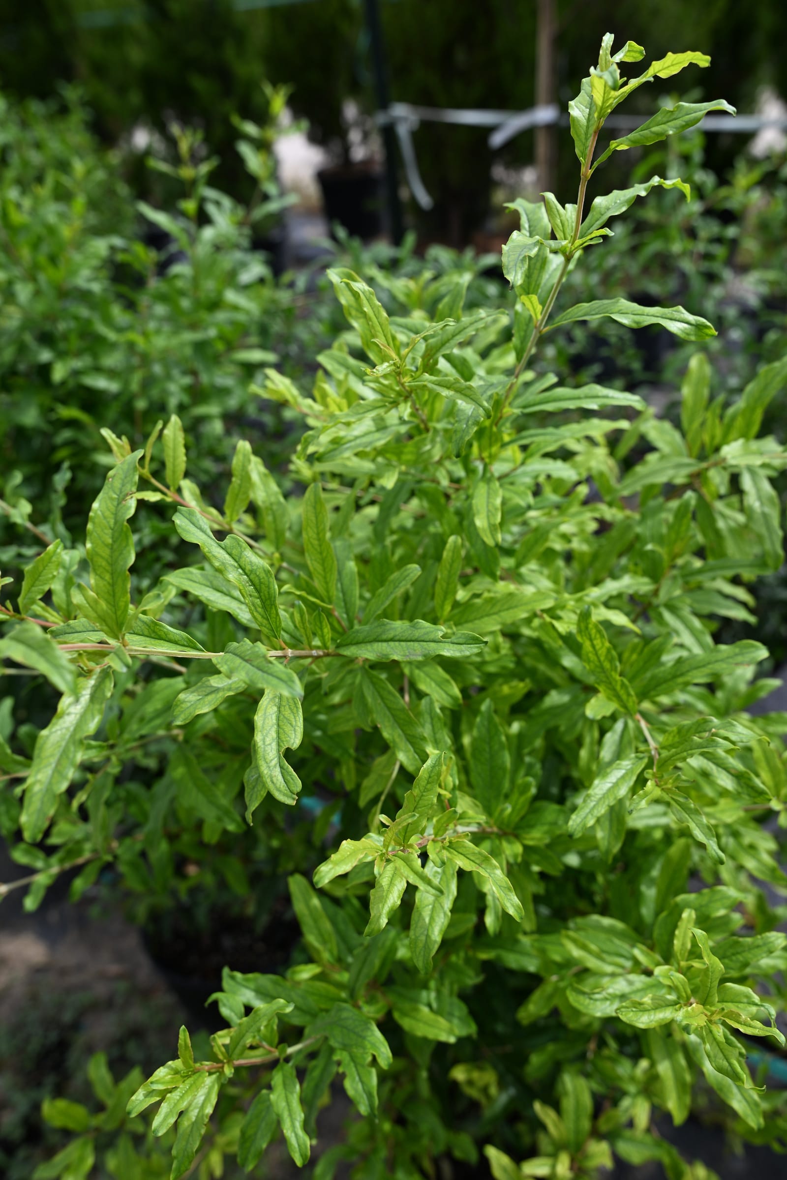 Russian Hardy Pomegranate green foliage Russian Hardy Pomegranate with dense green foliage and upright new growth