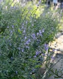 Russian Sage Crazy Blue - Image 2