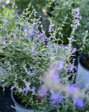 Russian Sage Crazy Blue - Image 4