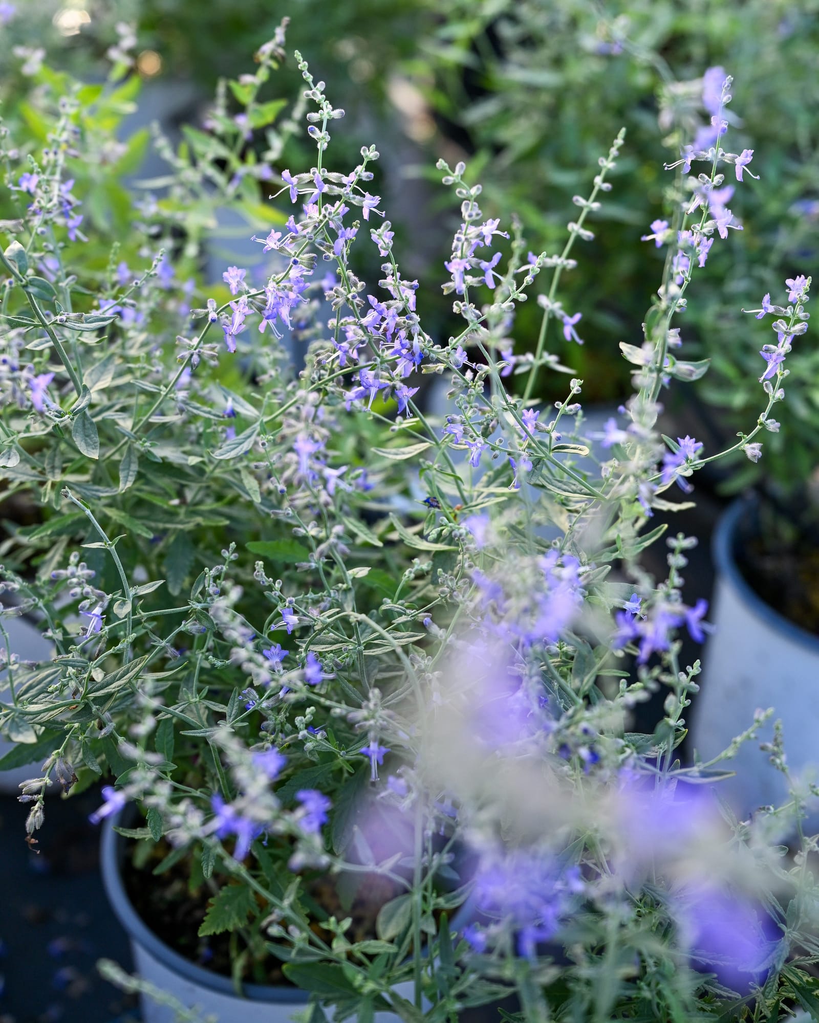 Russian Sage Crazy Blue - view 5