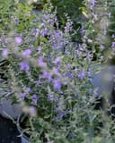 Russian Sage Crazy Blue - Image 6