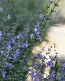 Russian Sage Crazy Blue - Image 3
