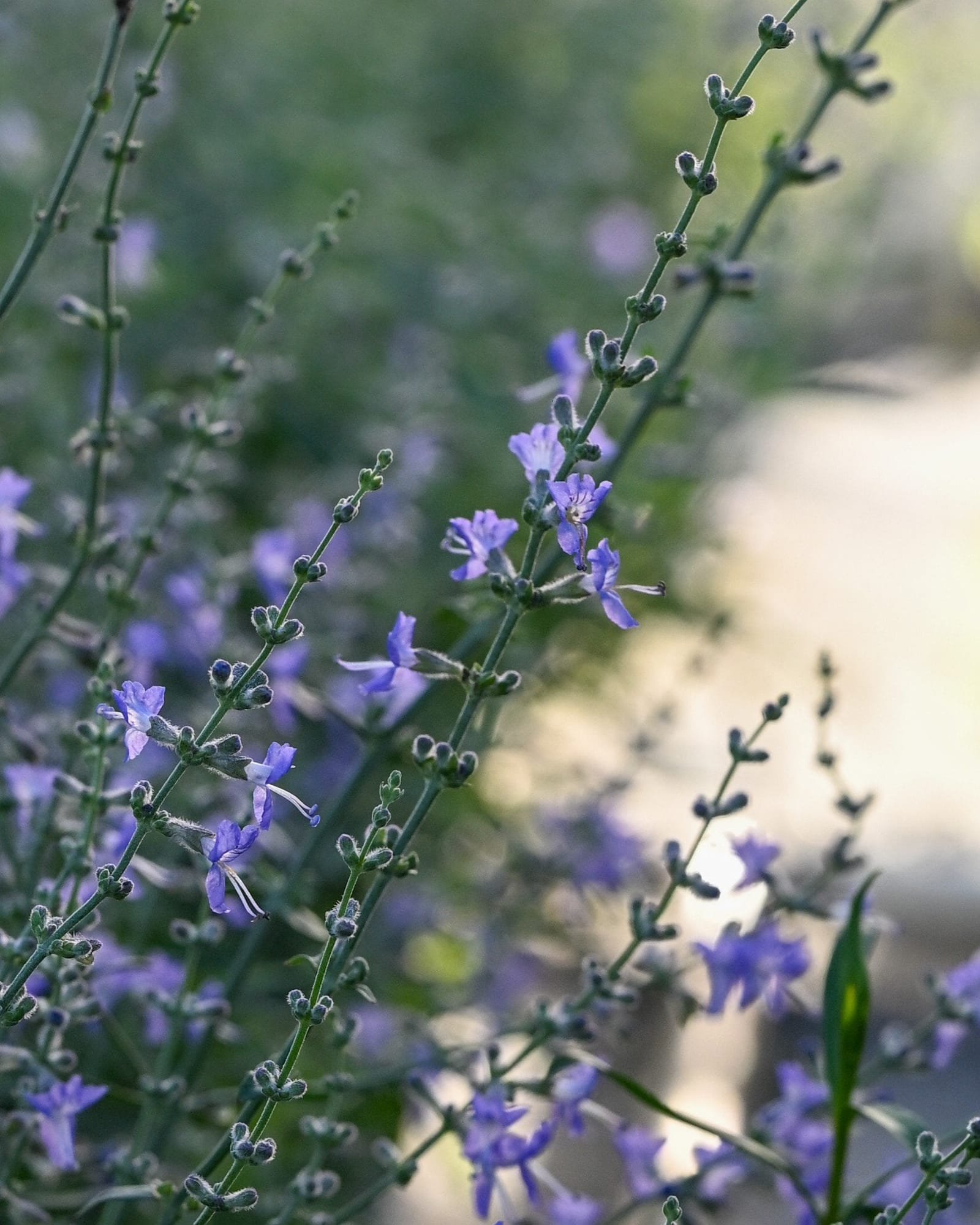 Russian Sage Crazy Blue - view 3