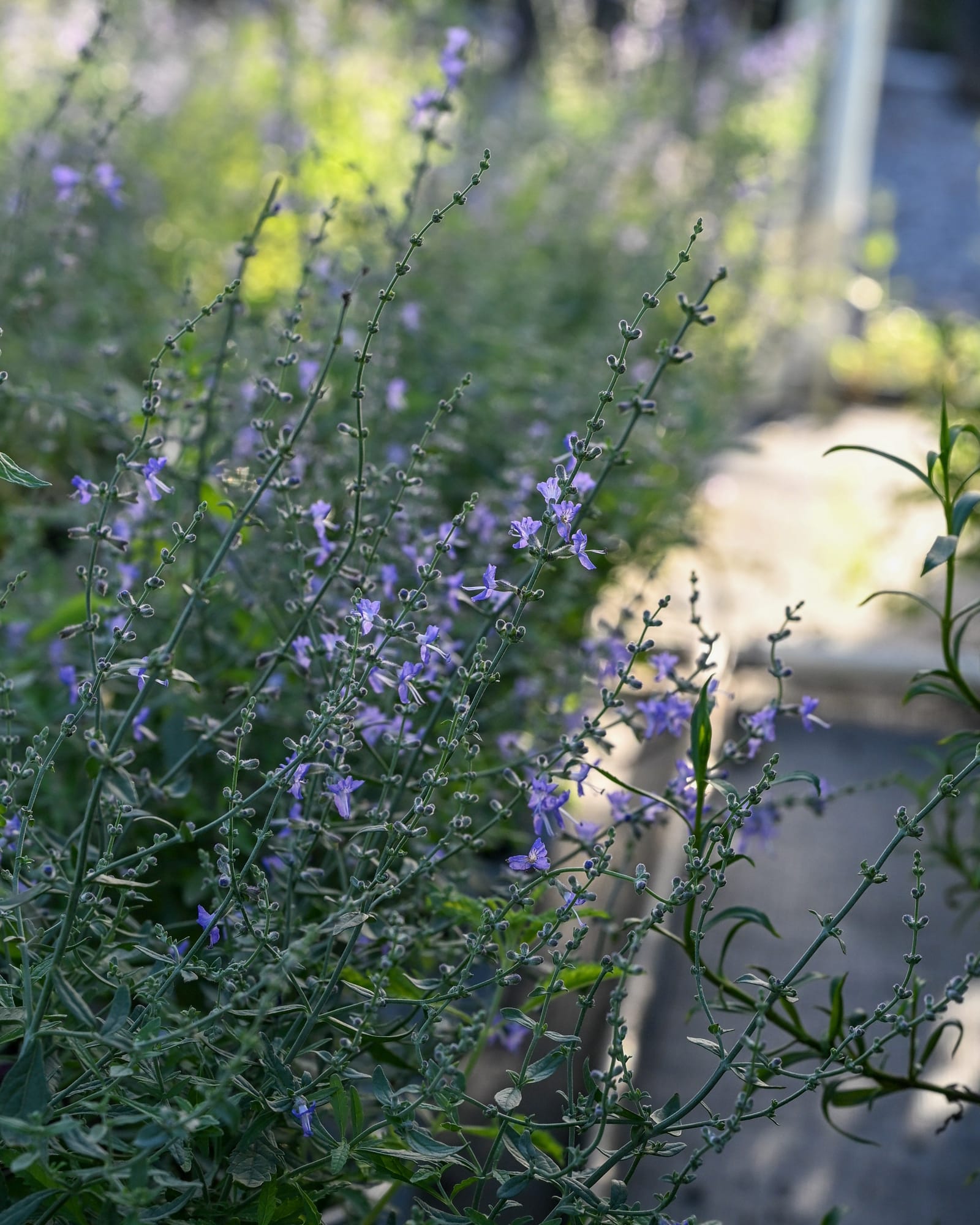 Russian Sage Crazy Blue - view 2