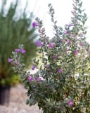 San Antonio Texas Sage with silvery foliage and purple flowers in a nursery landscape