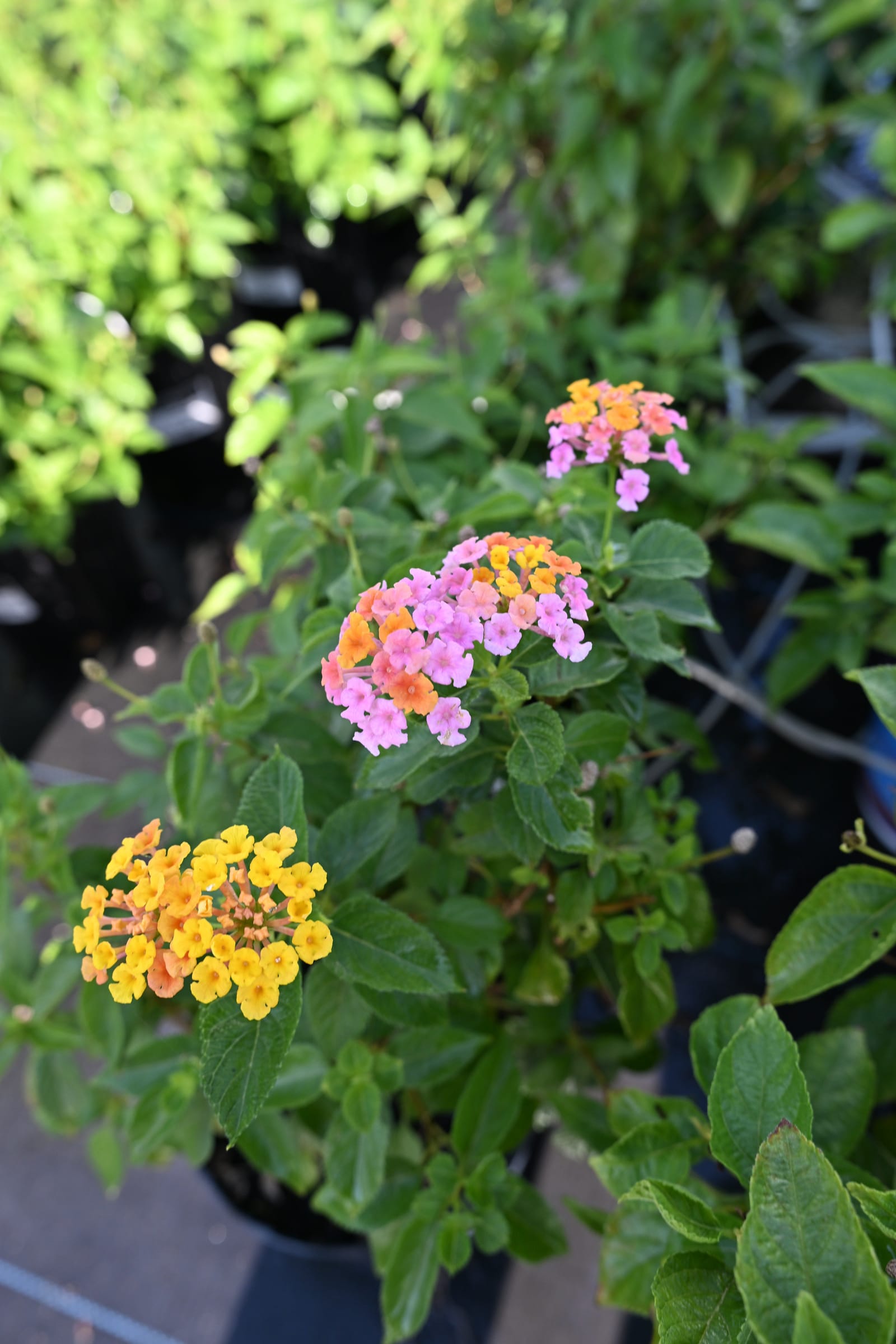 Shamrock Rose Gold Lantana - view 5