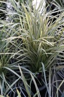 Silver Dragon Liriope with narrow variegated green and white leaves in a nursery container