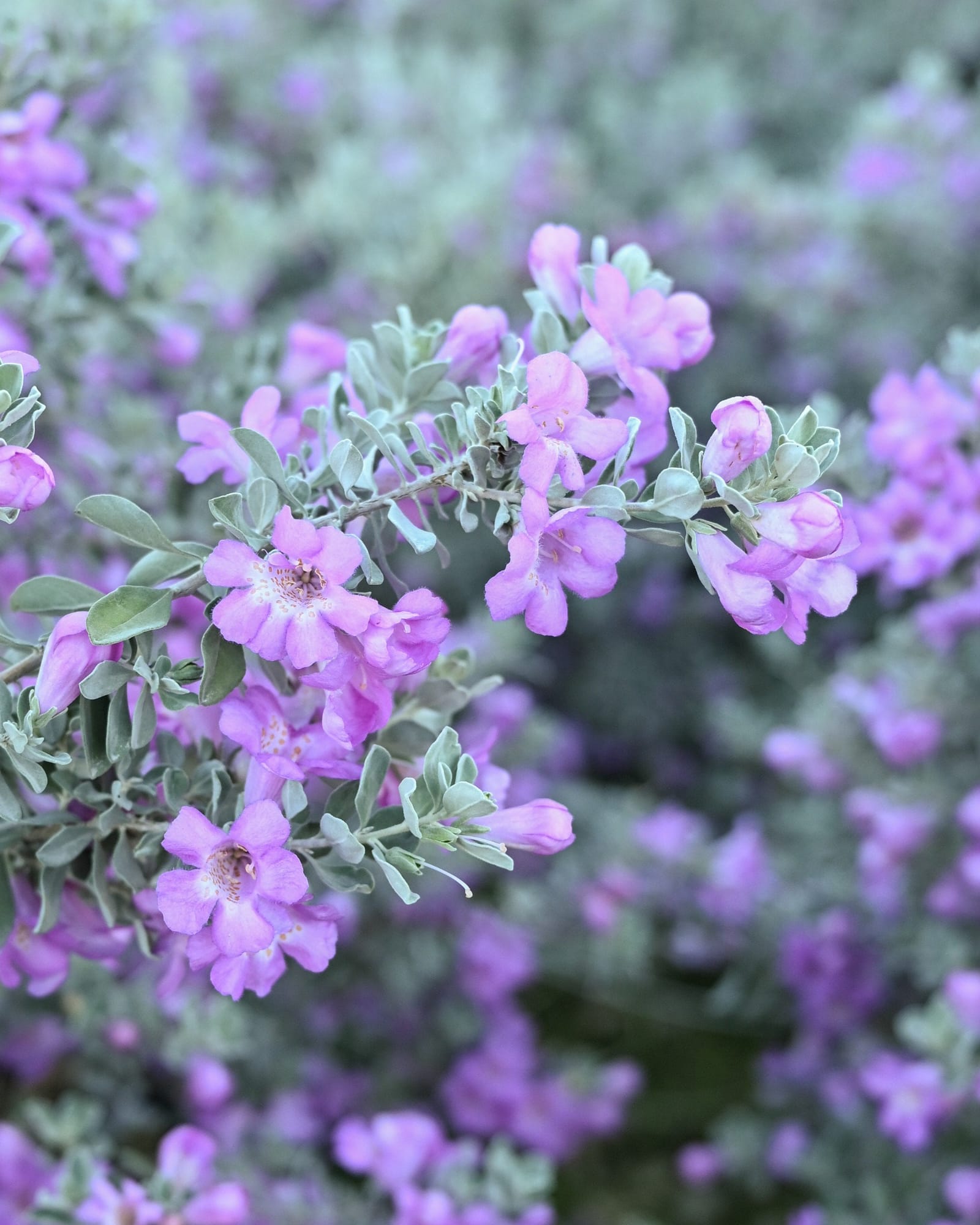 Silver Dream Texas Sage - view 3