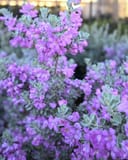 Silver Dream Texas Sage - Image 4