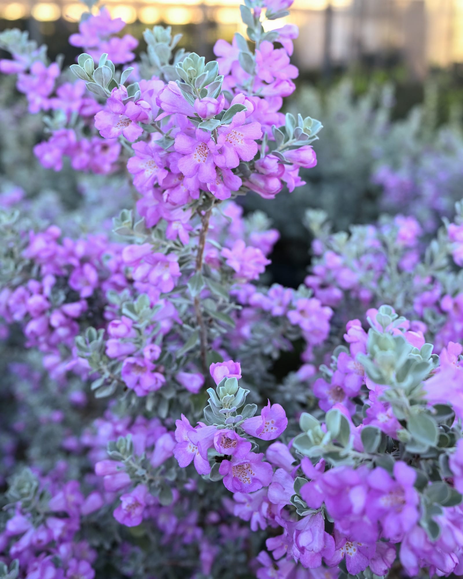 Silver Dream Texas Sage - view 2