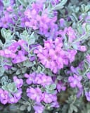 Silver Dream Texas Sage - Main Image