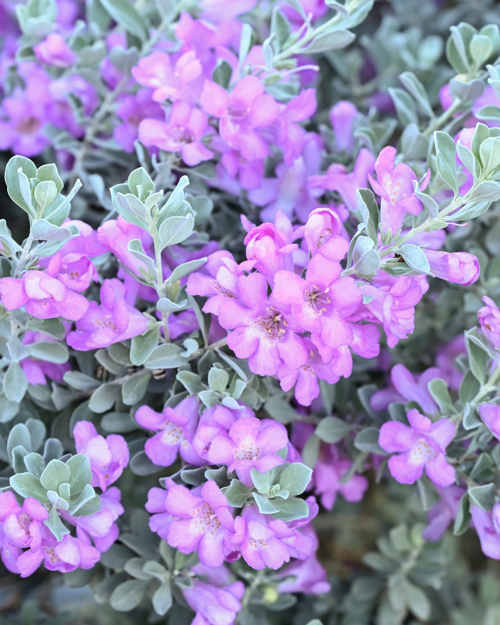 Silver Dream Texas Sage