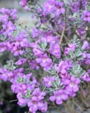 Silver Dream Texas Sage - Image 8