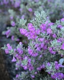 Silver Dream Texas Sage - Image 5