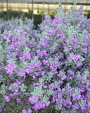 Silver Dream Texas Sage - Image 2