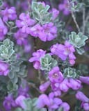 Silver Dream Texas Sage - Image 3