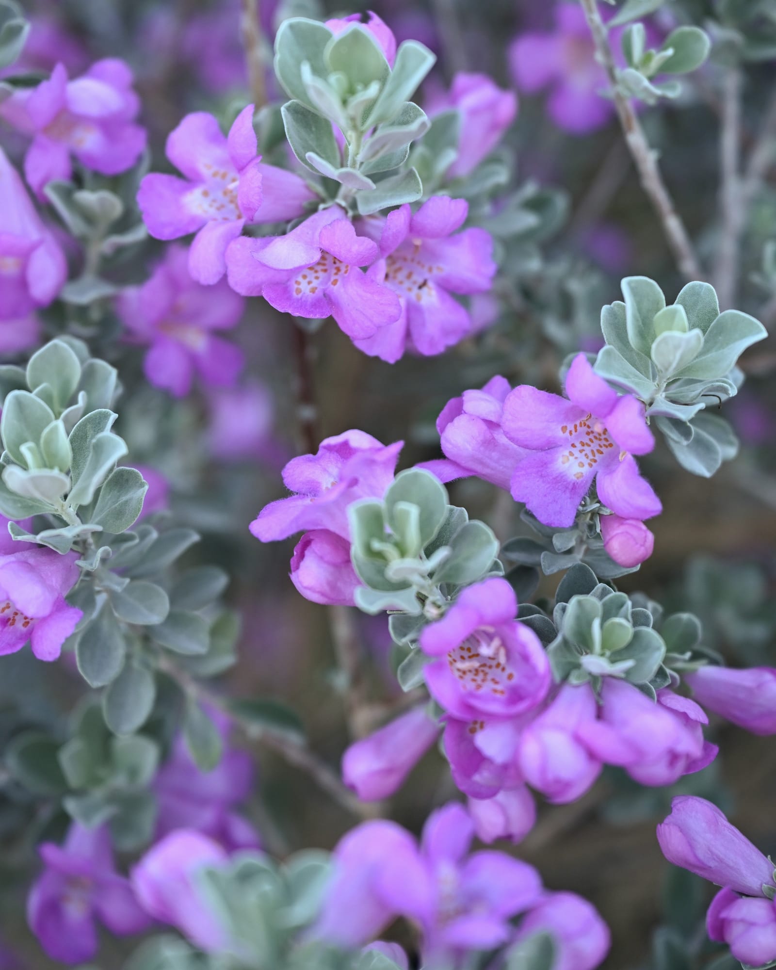 Silver Dream Texas Sage - view 5