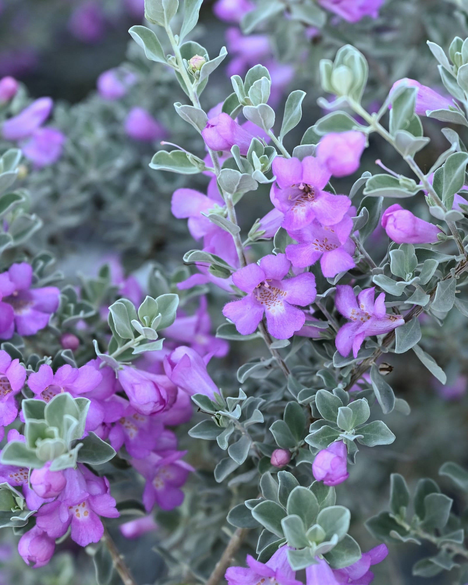 Silver Dream Texas Sage - view 4