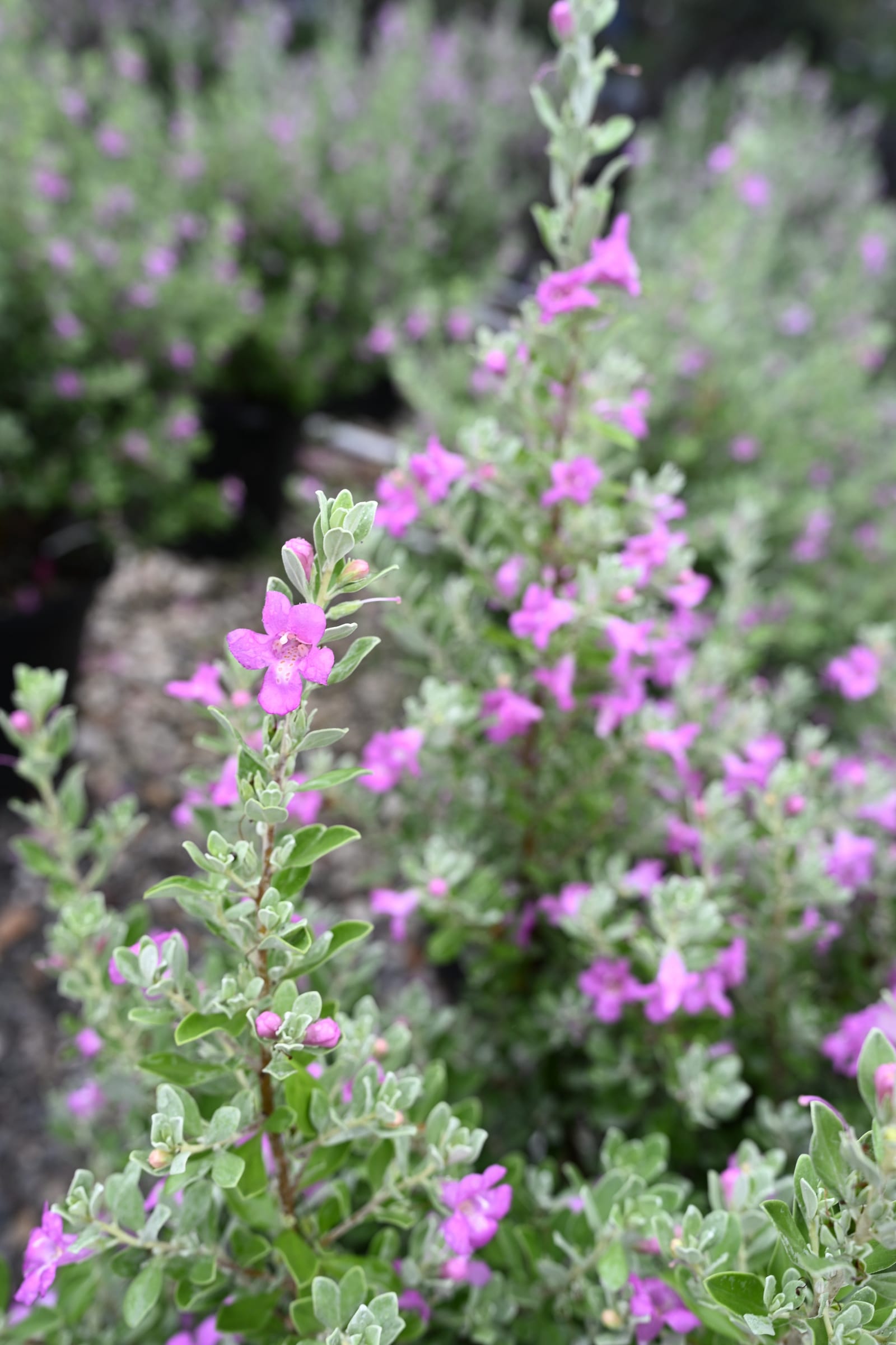 Silver Star Texas Sage - view 5