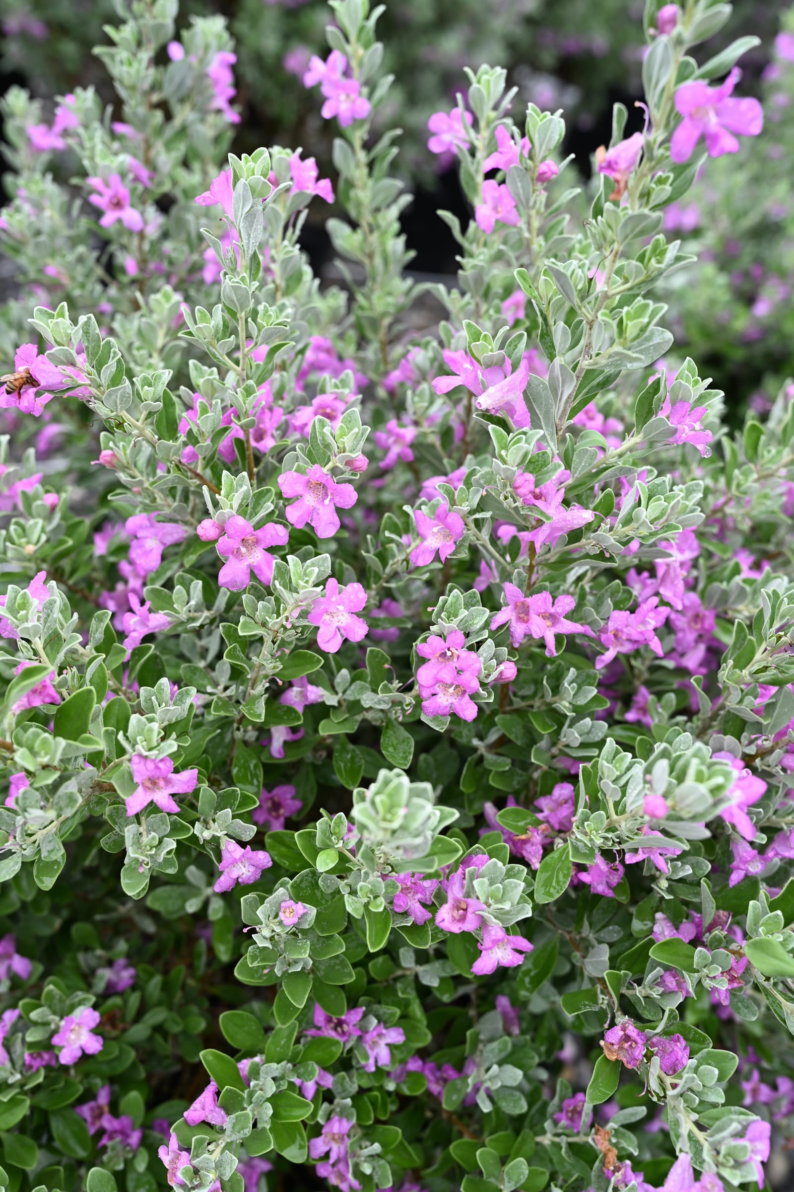 Silver Star Texas Sage