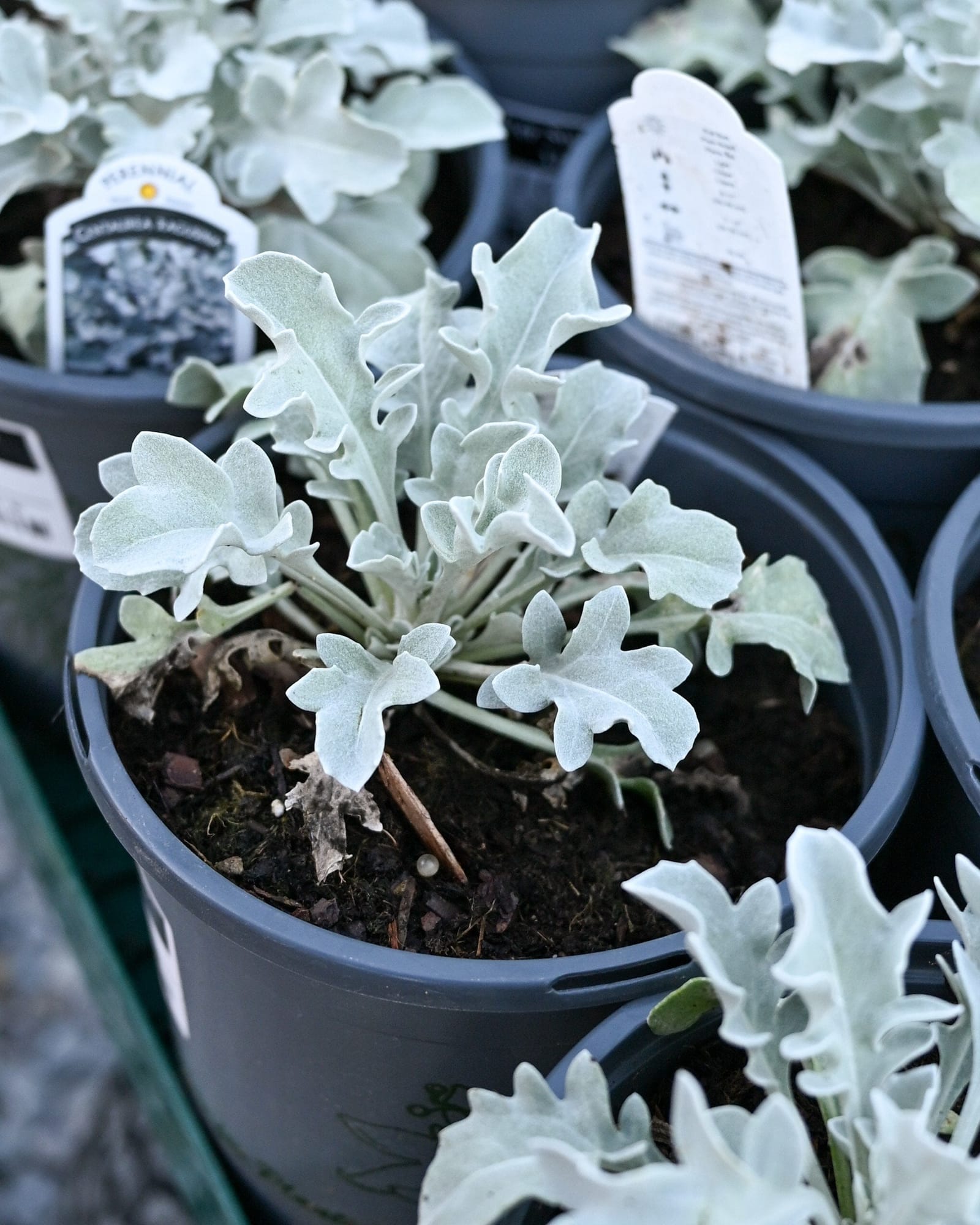 Silver Swirl Dusty Miller - view 2