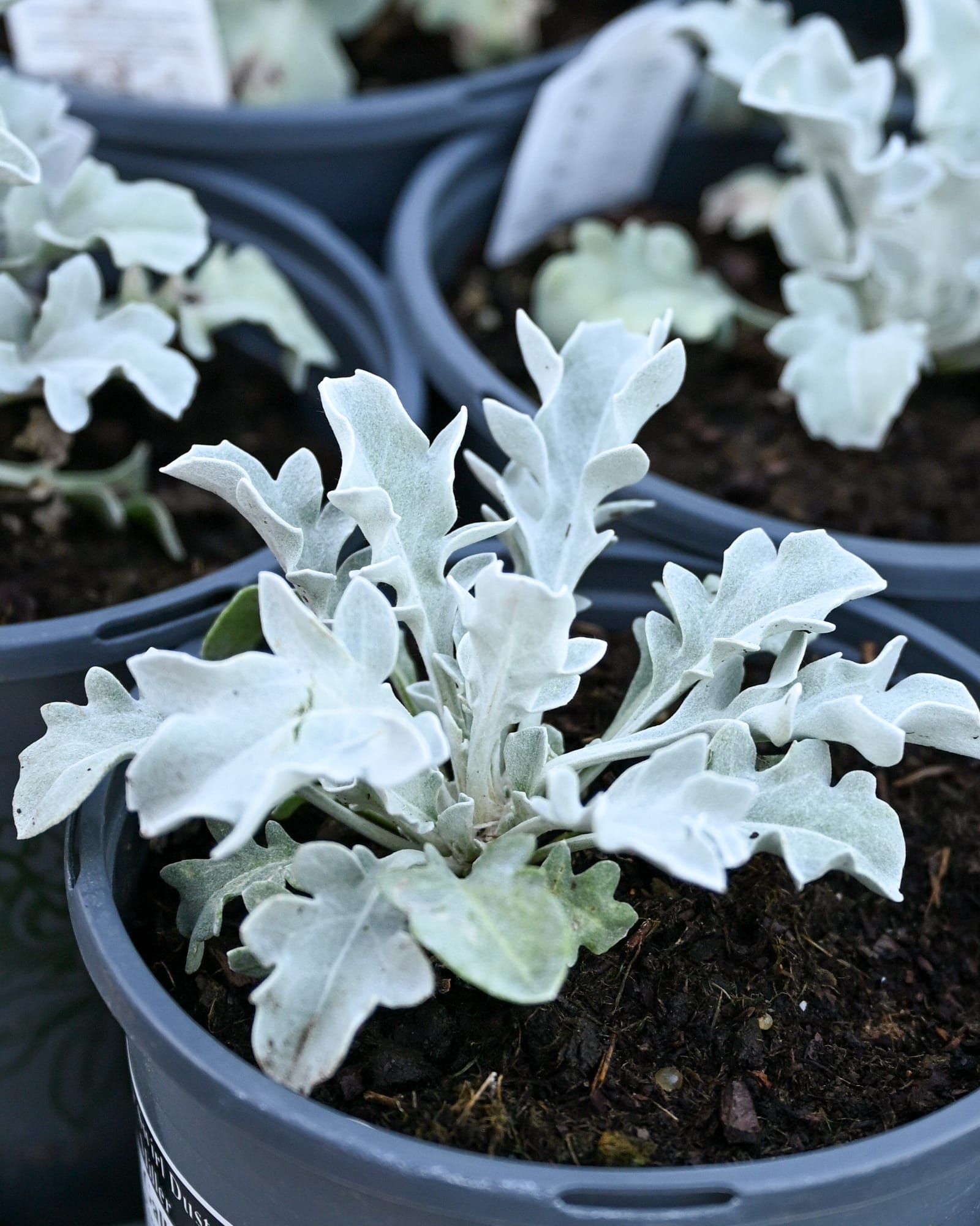 Silver Swirl Dusty Miller