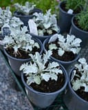 Silver Swirl Dusty Miller - Image 3