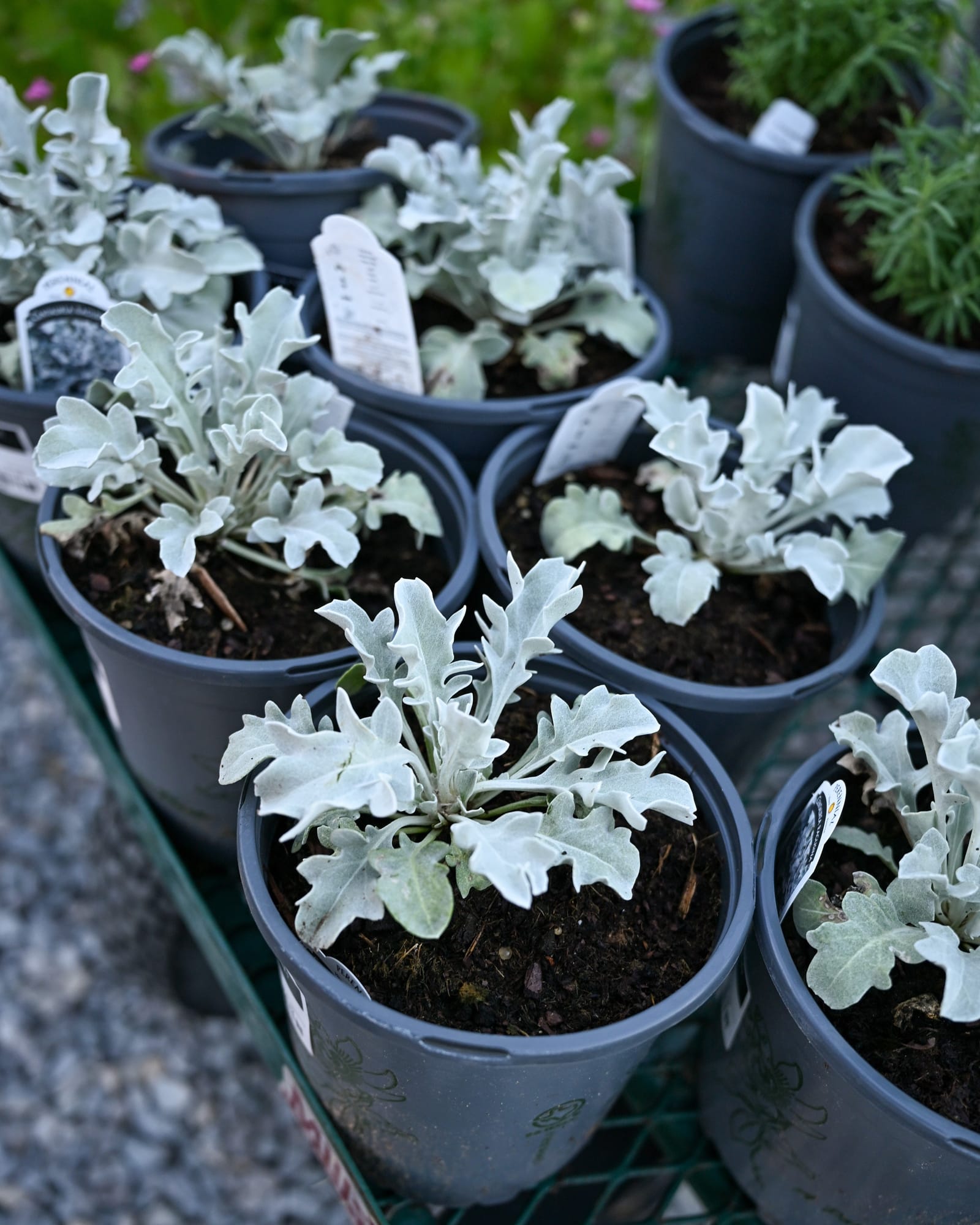 Silver Swirl Dusty Miller - view 3
