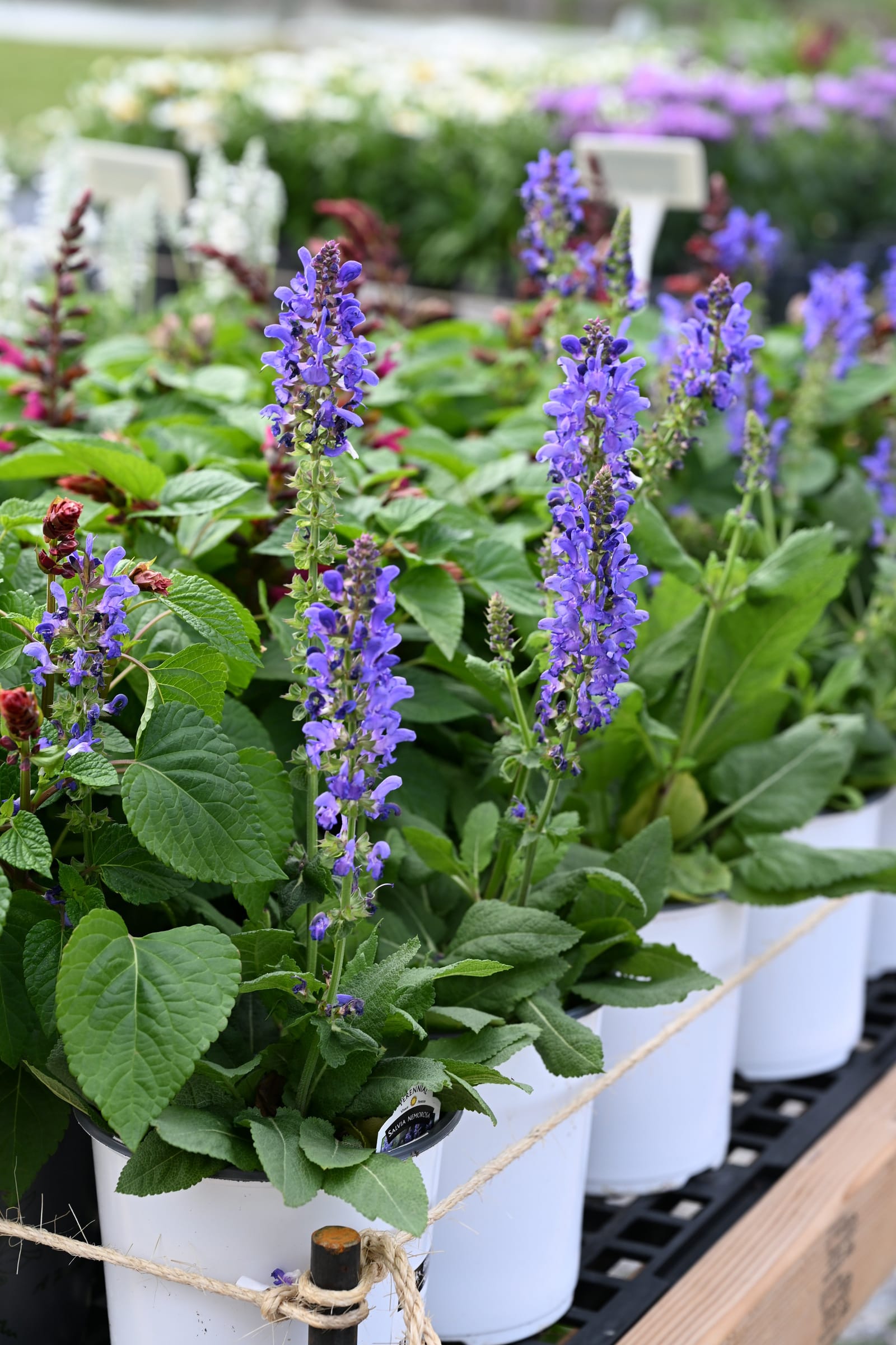 Sky Blue Marvel Salvia - view 2