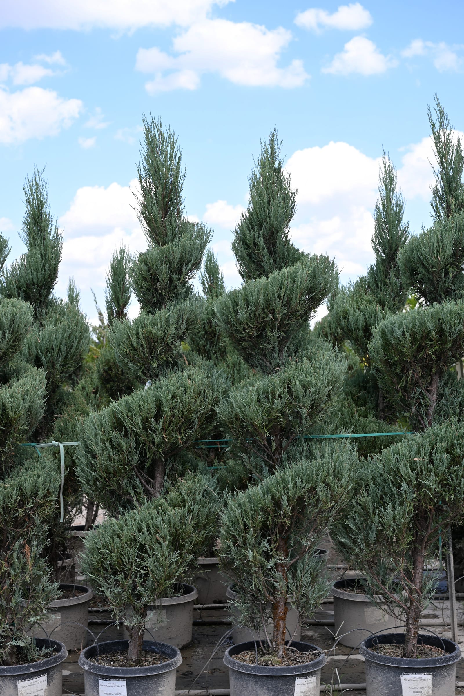 Skyrocket Juniper Spiral - view 3
