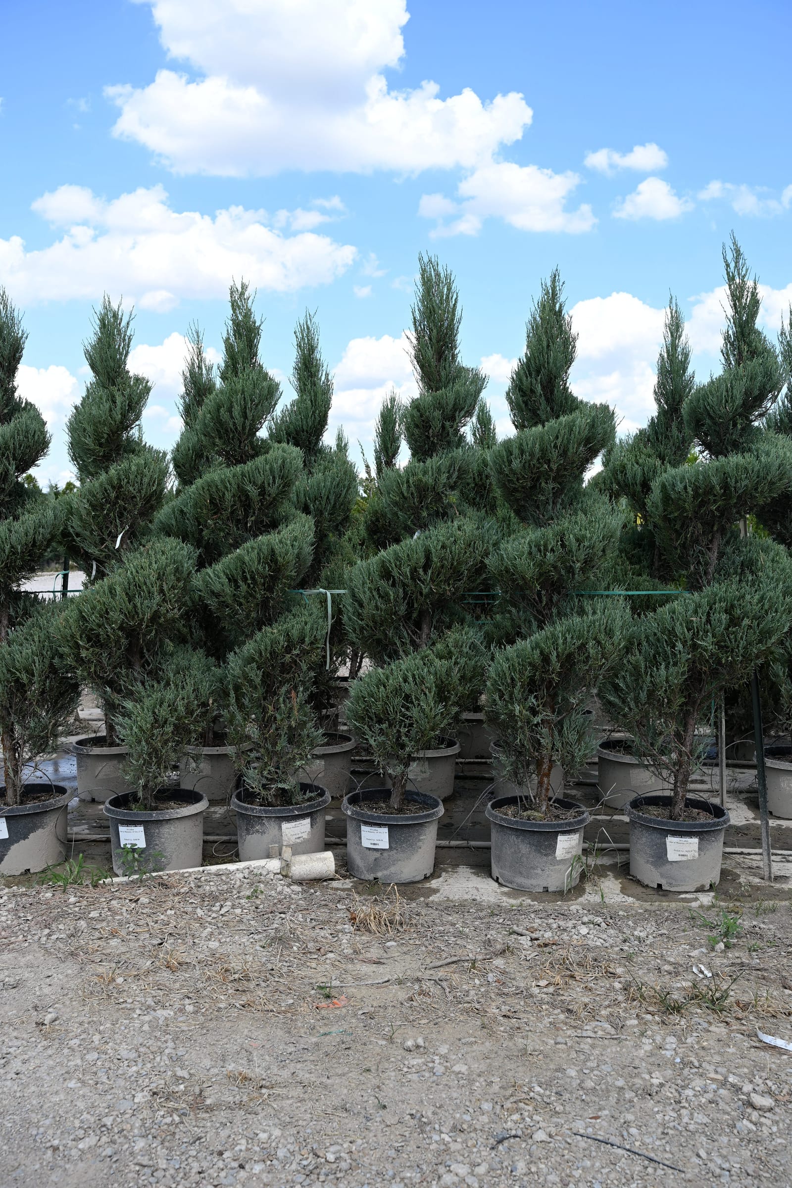 Skyrocket Juniper Spiral - view 4