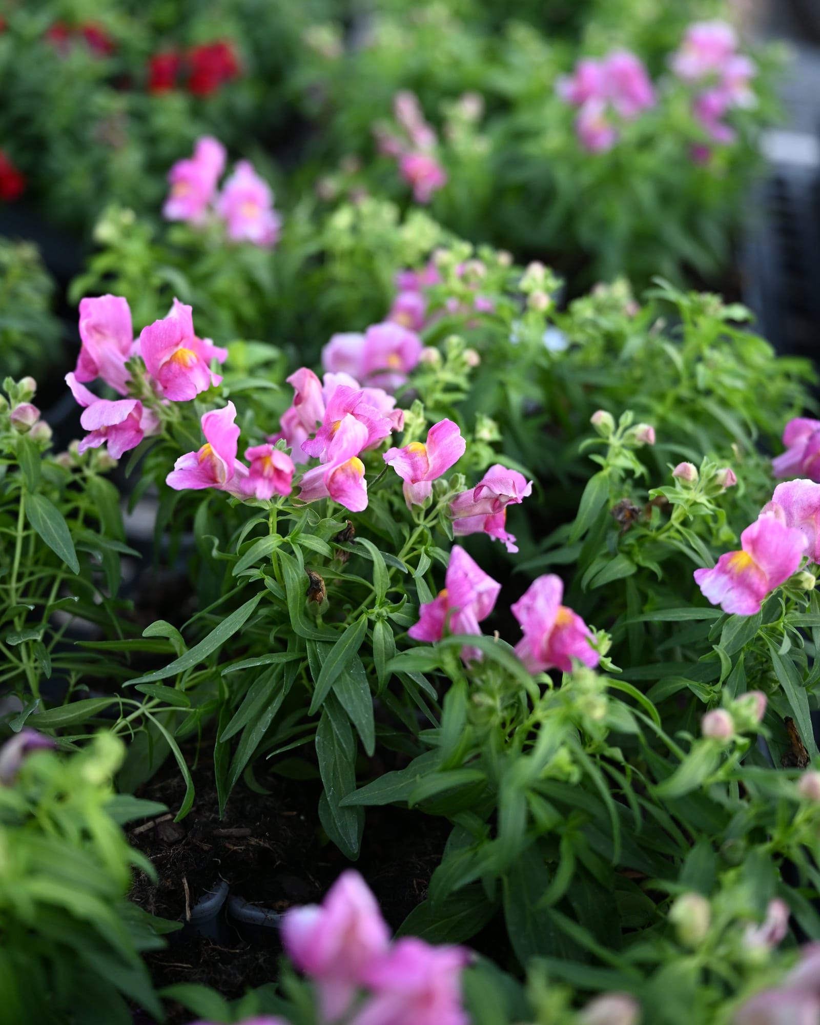 Snapshot Purple Snapdragon - Image 2