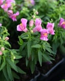 Snapshot Purple Snapdragon - Image 3