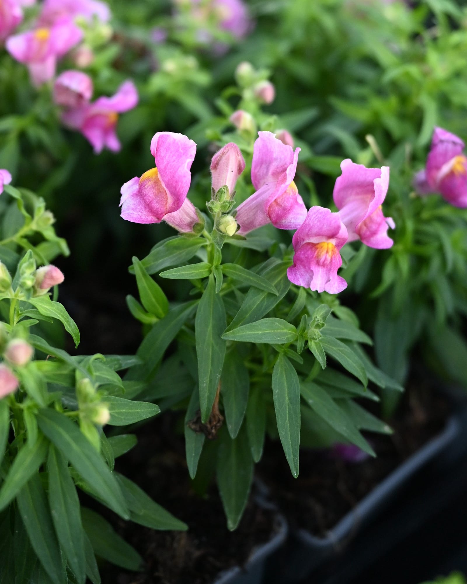 Snapshot Purple Snapdragon - view 3