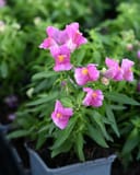Snapshot Purple Snapdragon - Image 4