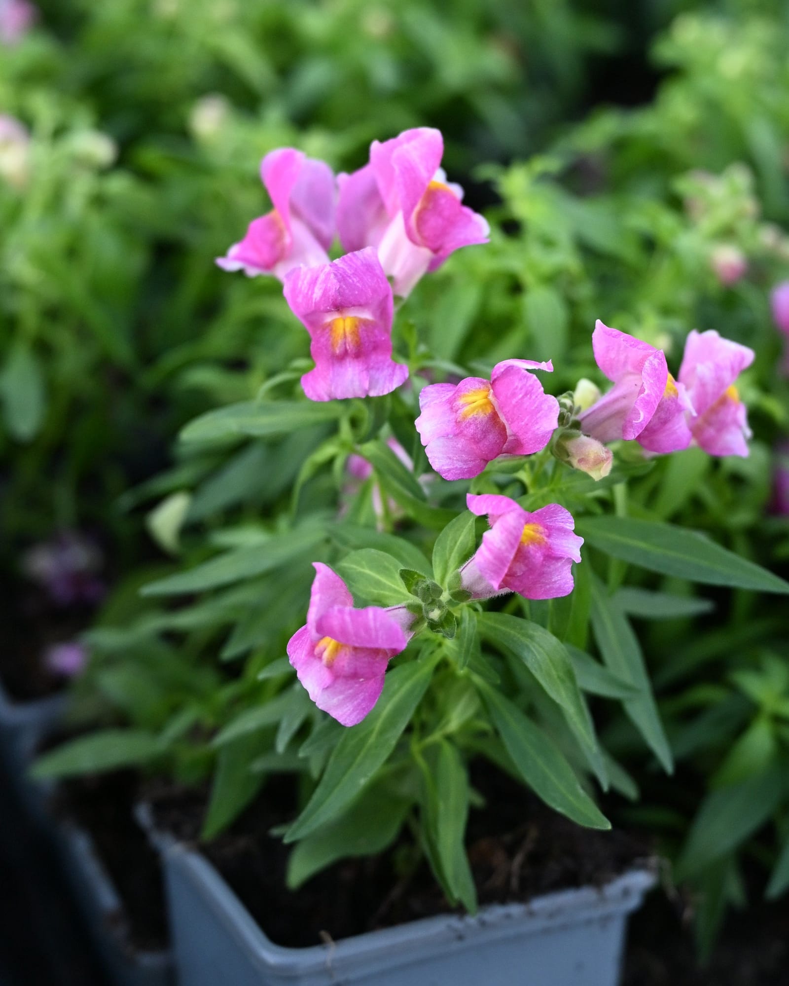 Snapshot Purple Snapdragon - view 4