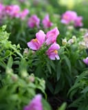 Snapshot Purple Snapdragon - Image 5