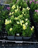 Snapshot Yellow Snapdragon - Image 2
