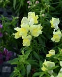 Snapshot Yellow Snapdragon - Image 3