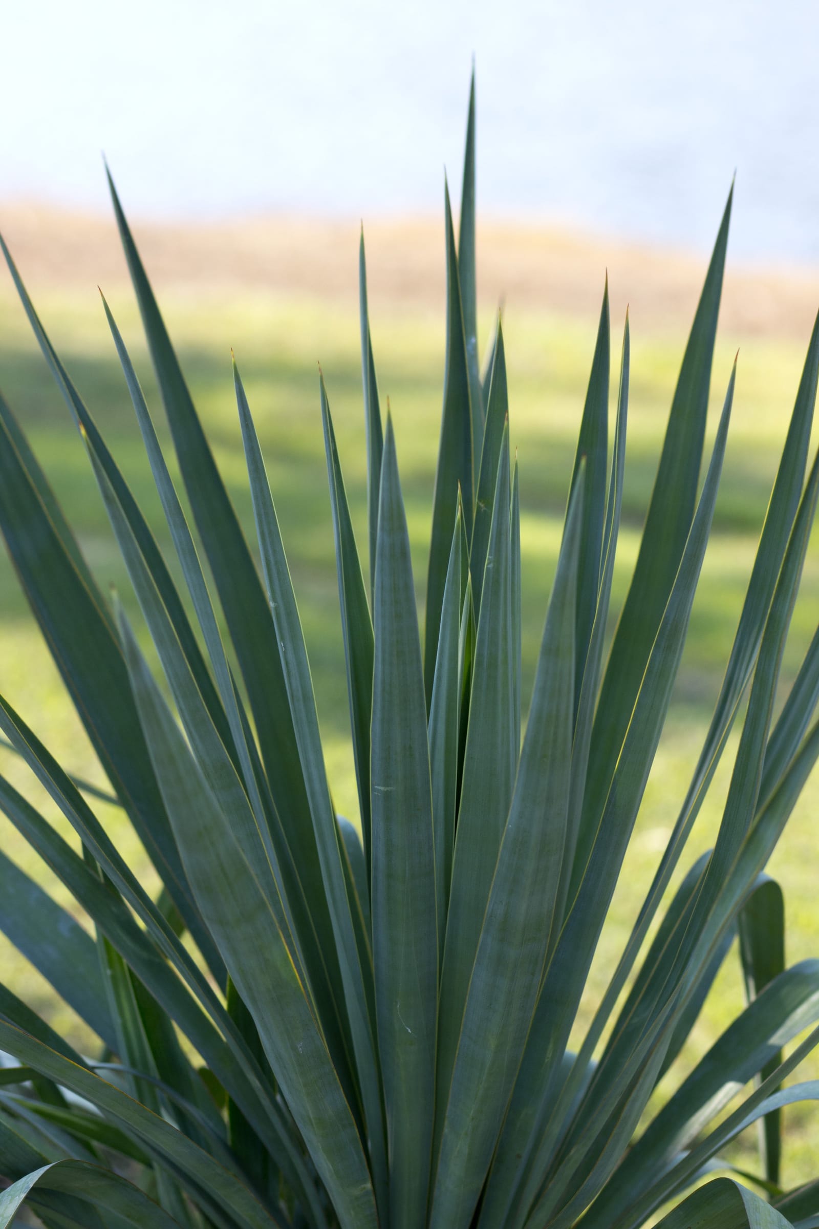Soft Leaf Yucca - view 4