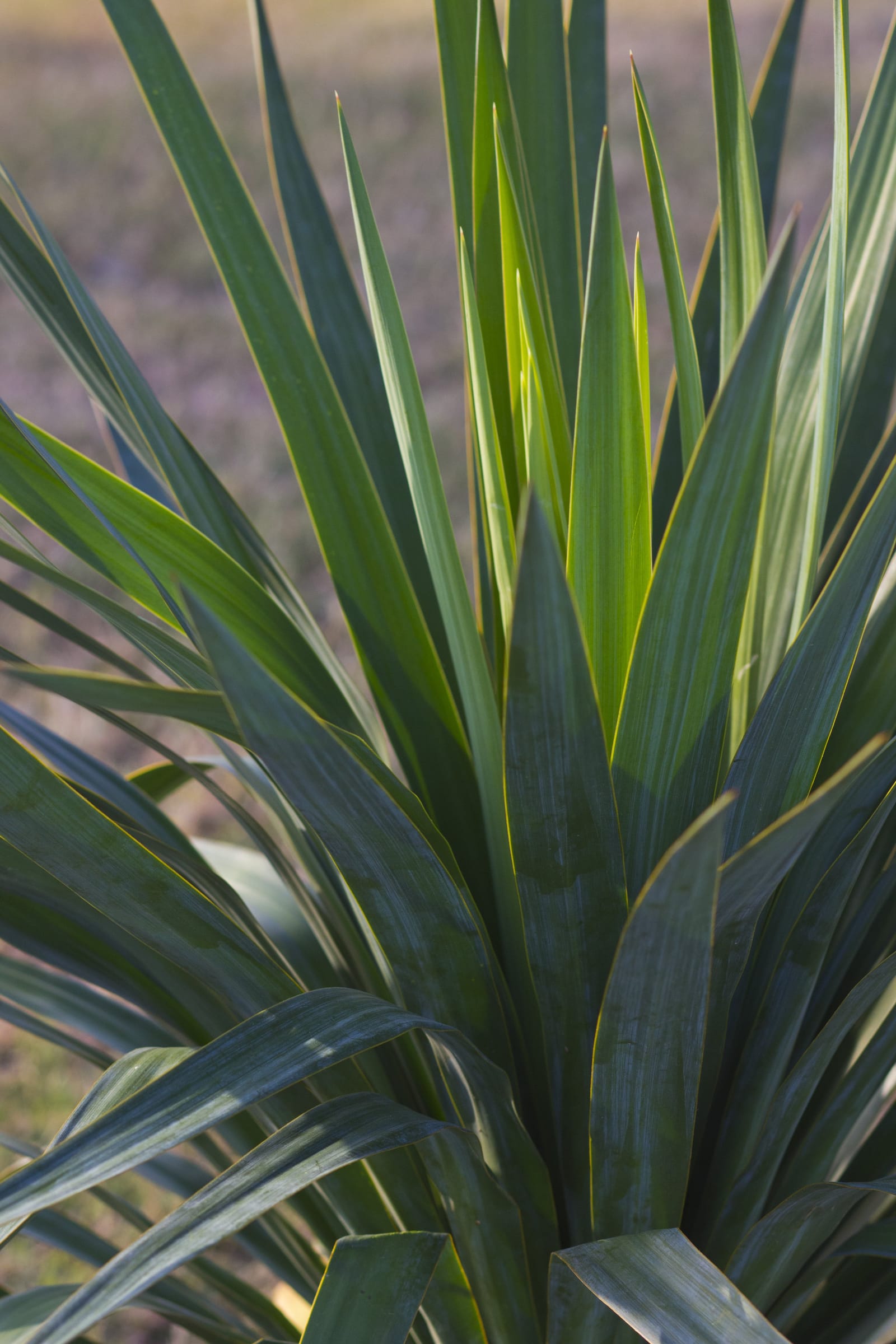 Soft Leaf Yucca - view 2