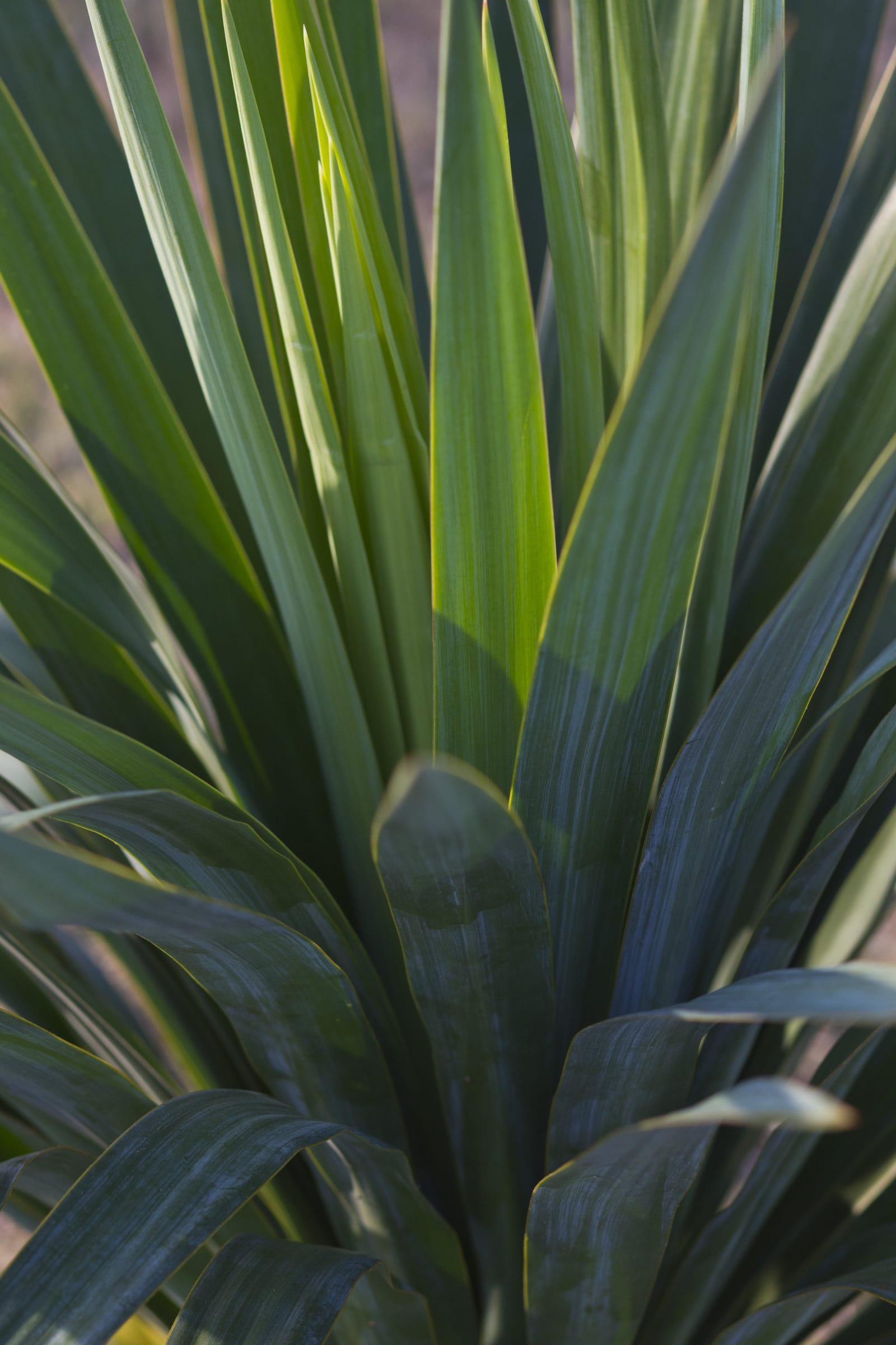 Soft Leaf Yucca - view 3