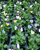 Sorbet XP Jump Up Mixture Viola - Main Image
