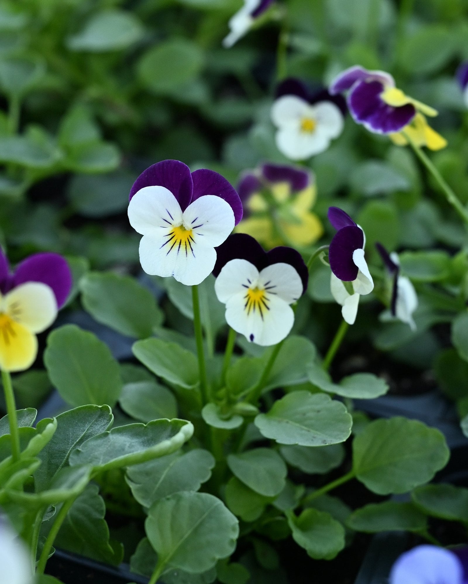 Sorbet XP Jump Up Mixture Viola - Image 2