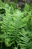 Southern Wood Fern with lush green fronds growing among dense foliage