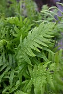 Southern Wood Fern with lush green fronds growing among other foliage
