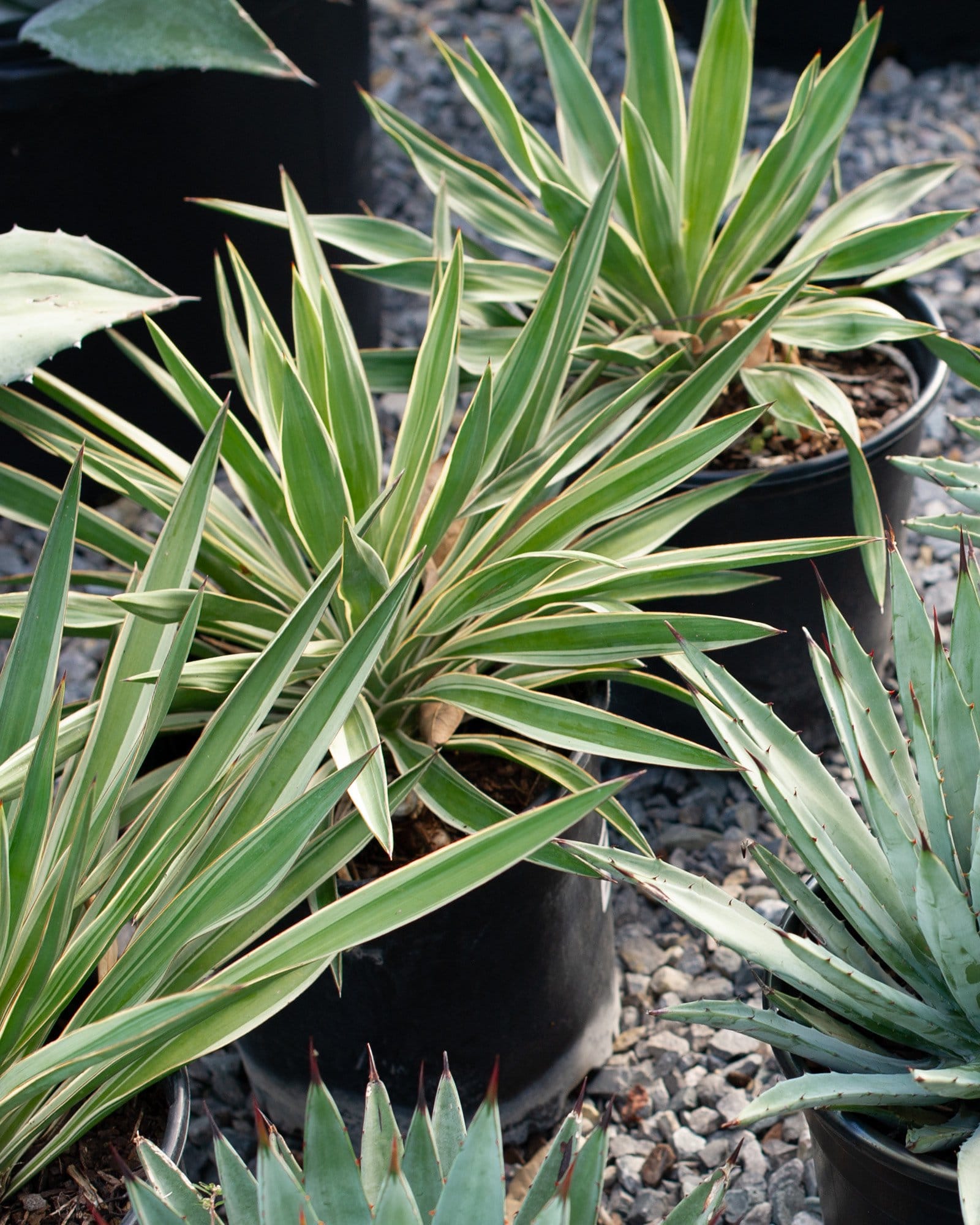 Spanish Dagger Variegated Yucca - view 4