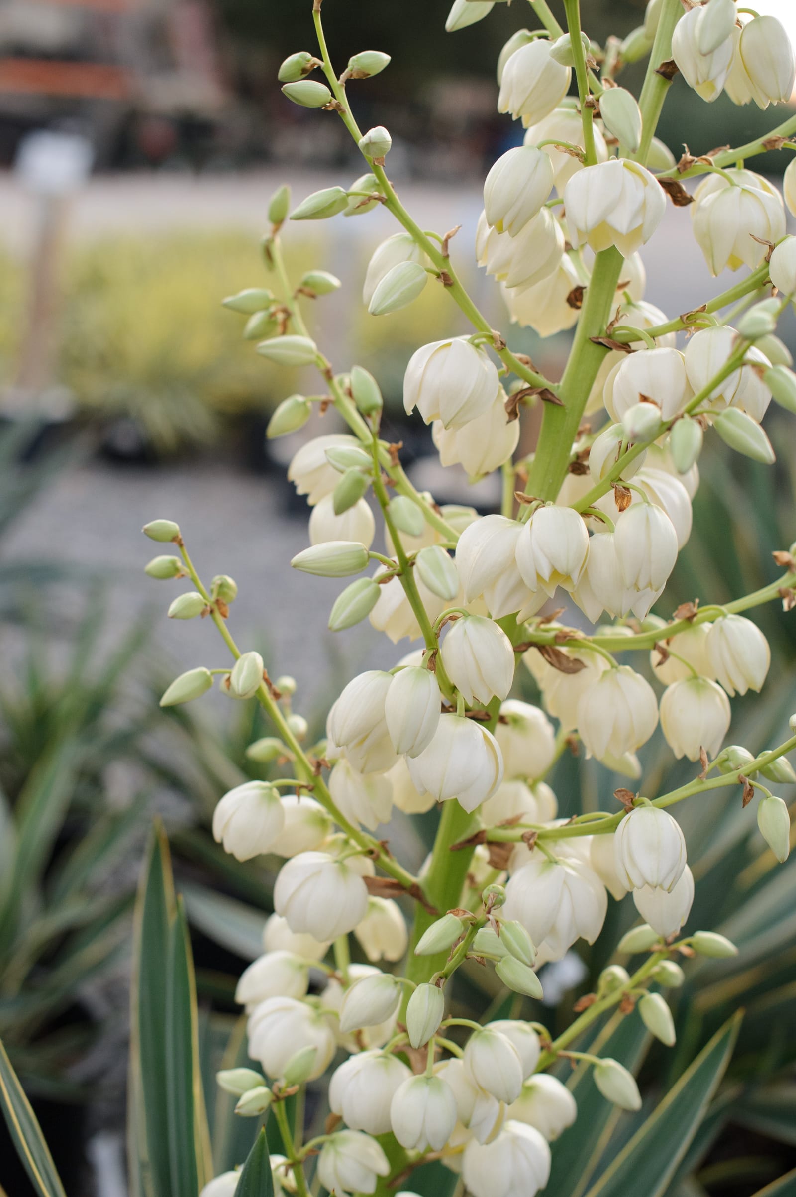 Spanish Dagger Variegated Yucca - view 5