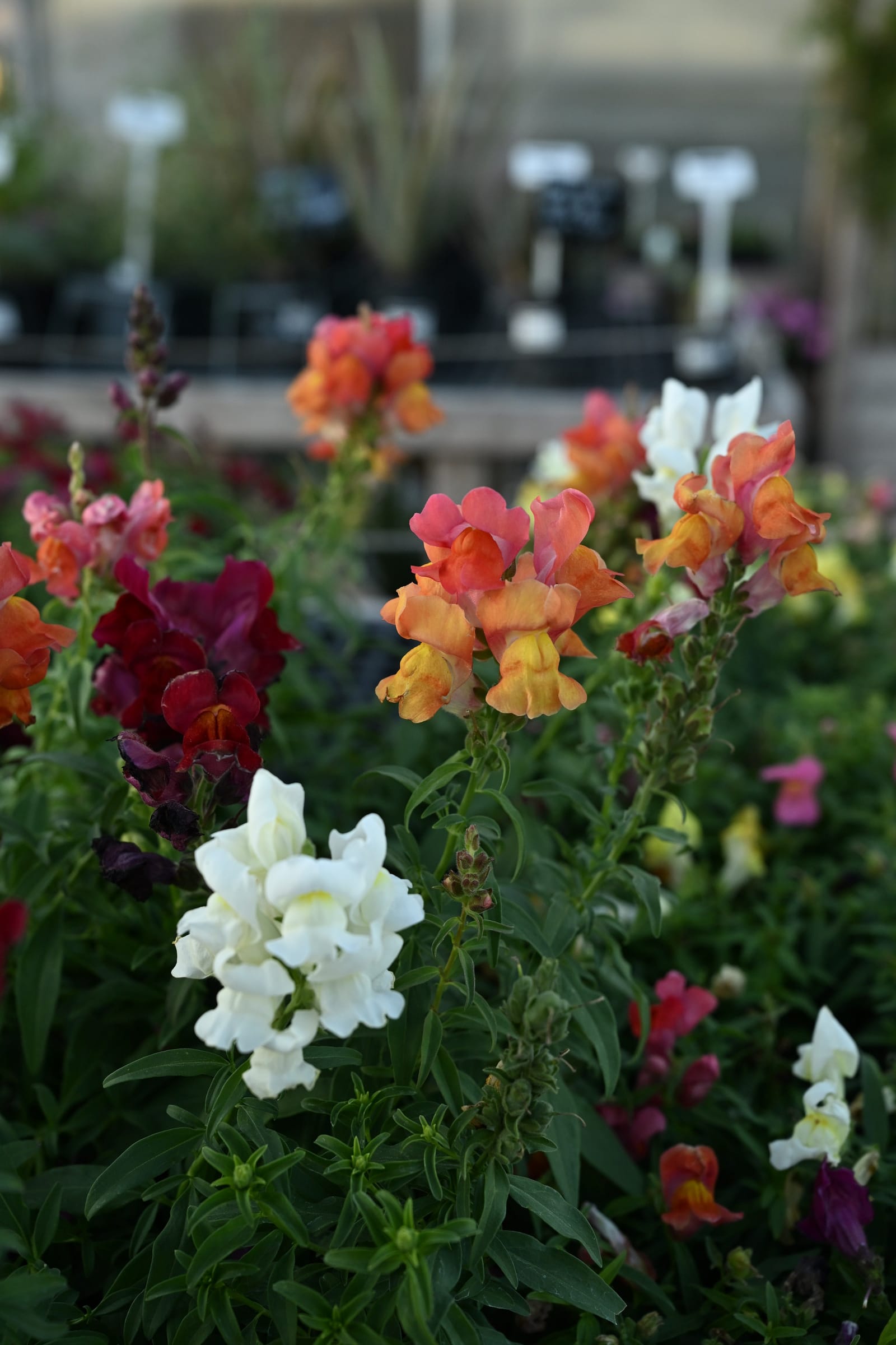 Speedy Sonnet Mix Snapdragon - view 3