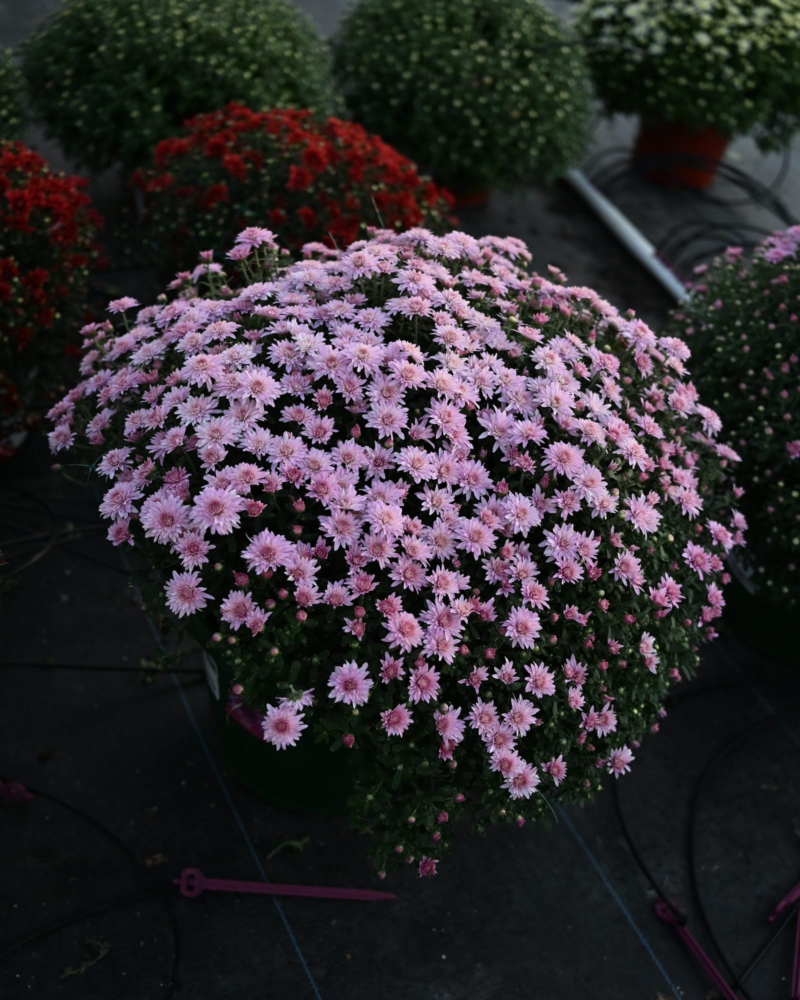 Stellar Pink Mum - view 4